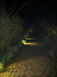 Illuminated trees at night