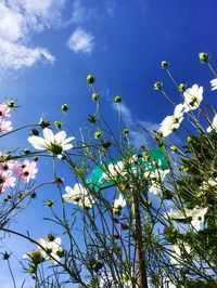 Low angle view of flowers blooming against blue sky