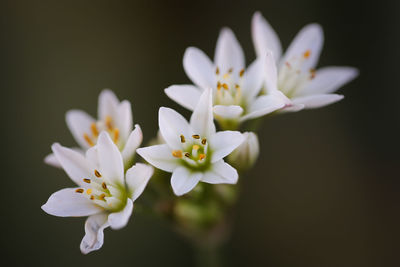 Close-up of white flower against black background