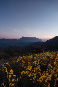 Scenic view of field against sky during sunset