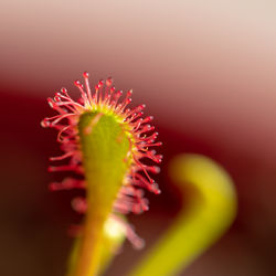 Close-up of pink flower