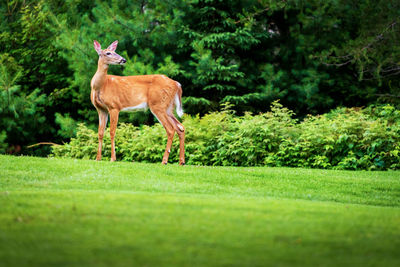 Deer standing on grass