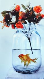 Close-up of fish in glass vase