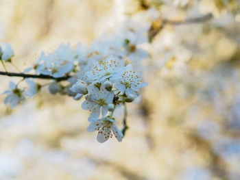 Close-up of white cherry blossom plant