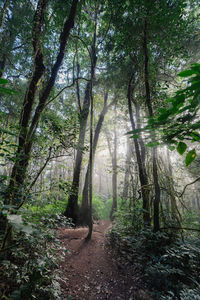 Trees in forest