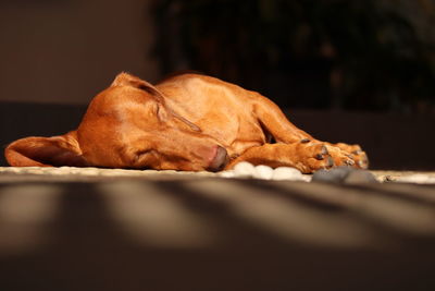 Close-up of a dog sleeping on floor