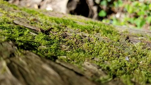 Close-up of moss growing on tree trunk