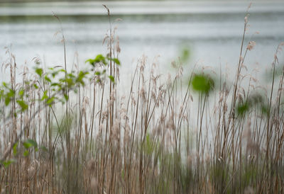 Close-up of plants growing on field