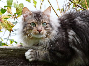 Close-up portrait of tabby cat