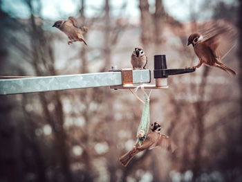 Feeding of bunch of birds