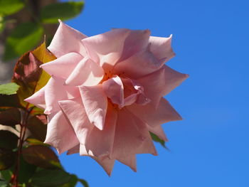 Low angle view of pink flowering plant against blue sky