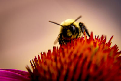 Close-up of honey bee on coneflower