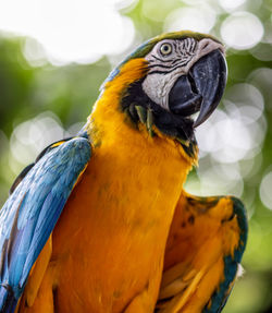 animal themes