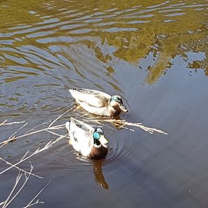 High angle view of duck swimming in lake