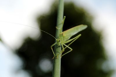 Close-up of insect on leaf