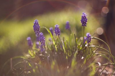 Close-up of purple flowers blooming