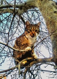 Low angle view of cat on tree