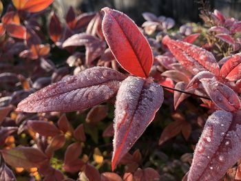 Close-up of wet red leaves on field