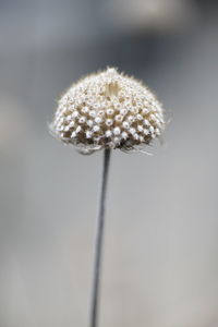 Close-up of dandelion against white background