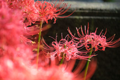 Close-up of red flowering plant