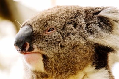 Close-up of koala