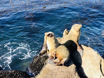 Sea lion, ocean, ocean creature, nature, animal, mammals, sealions 