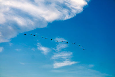 Low angle view of birds flying in sky