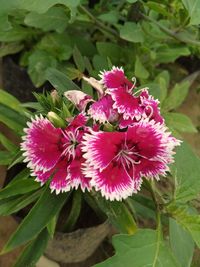 Close-up of pink flowering plant