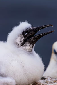 Close-up of bird