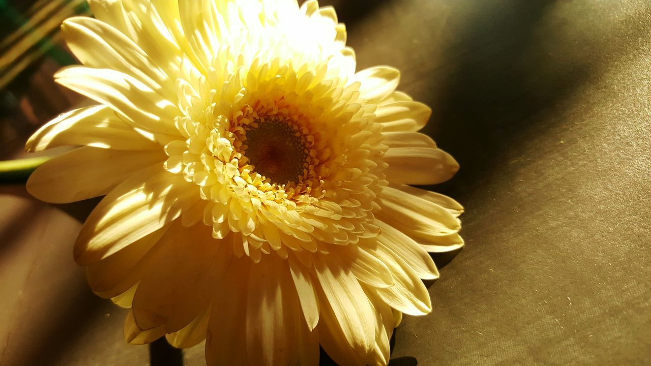 Transvaal Daisy