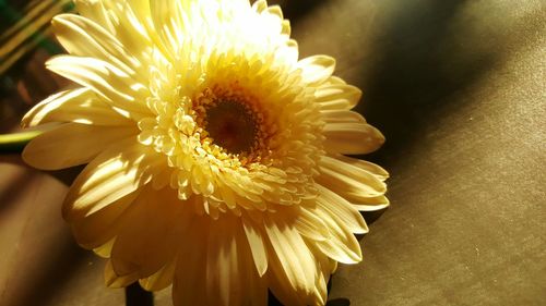 Close-up of yellow flower