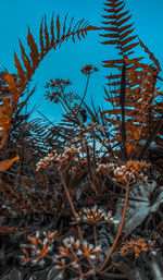 Close-up of plants growing on field against sky