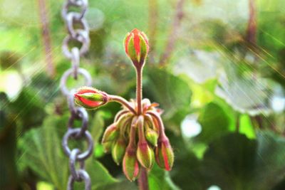 Close-up of flower against blurred background