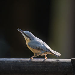 Close-up of bird perching on wood