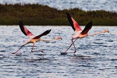 Flamingoes lading on lake