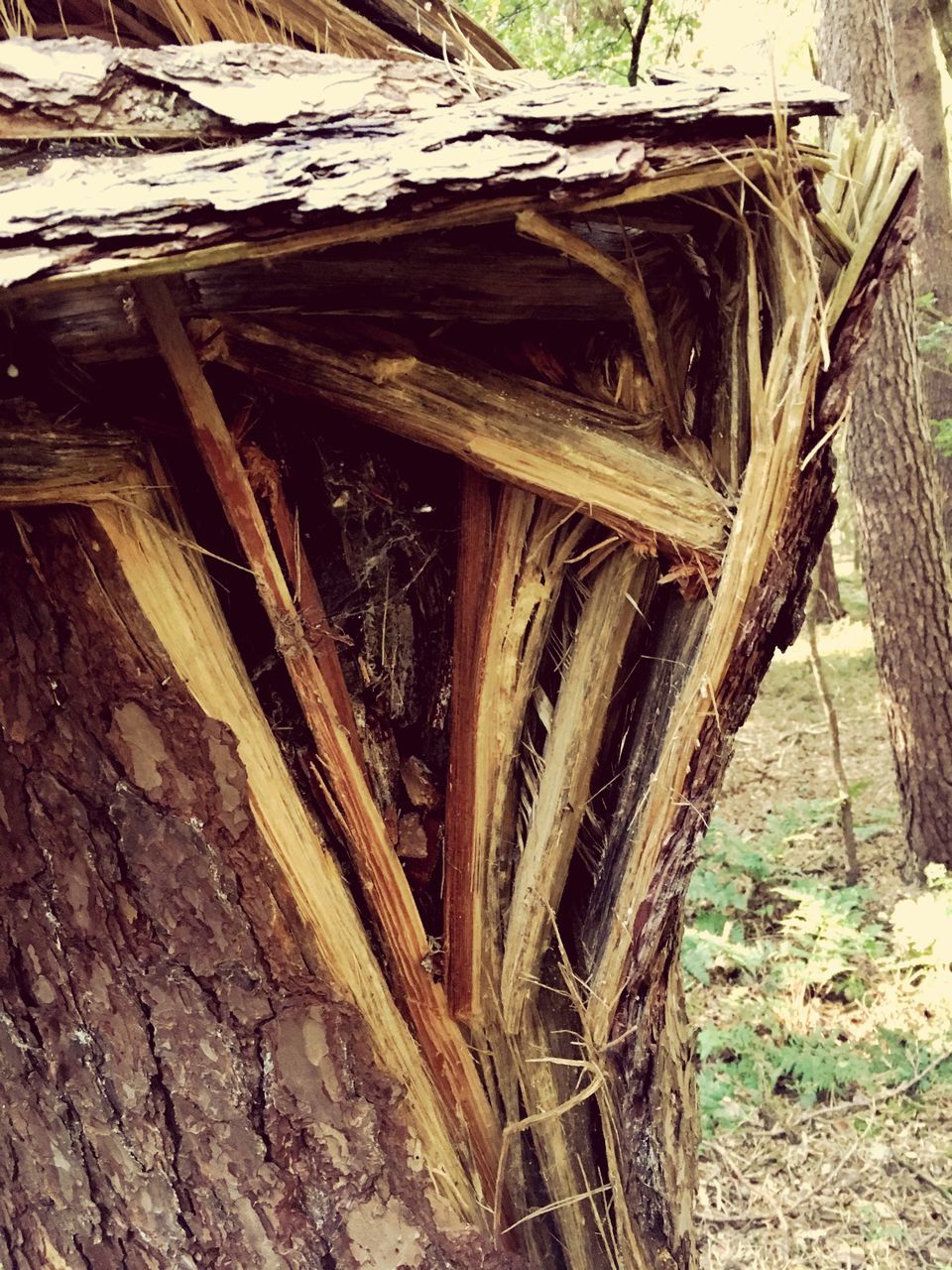 tree trunk, wood - material, tree, branch, growth, nature, tranquility, outdoors, tranquil scene, day, solitude, weathered, rocky, no people, remote, scenics, non-urban scene, countryside