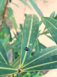 High angle view of insect on leaf