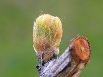 Close-up of leaf