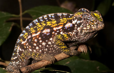 Close-up of a lizard