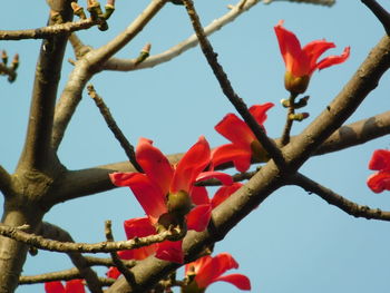 Low angle view of red flowering plant against sky