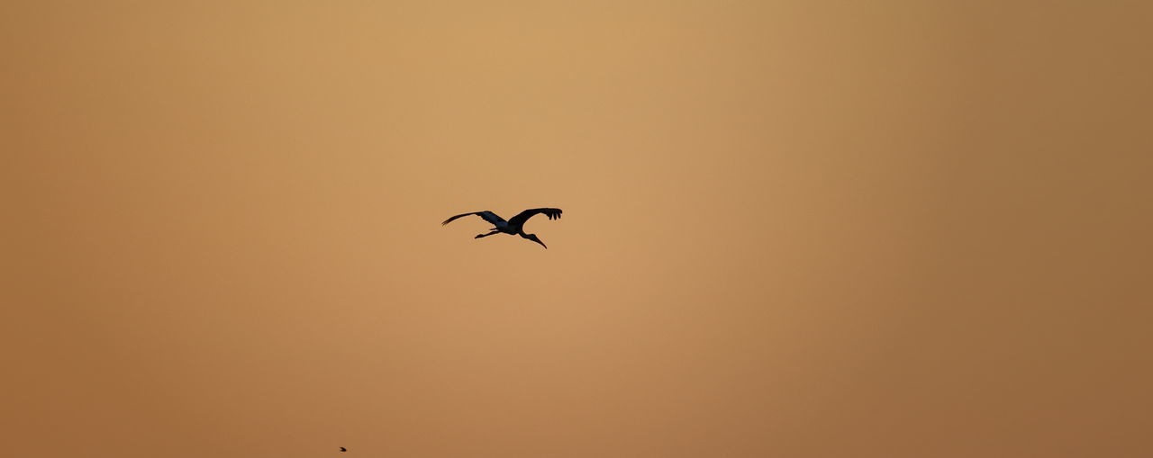 SILHOUETTE BIRD FLYING IN SKY
