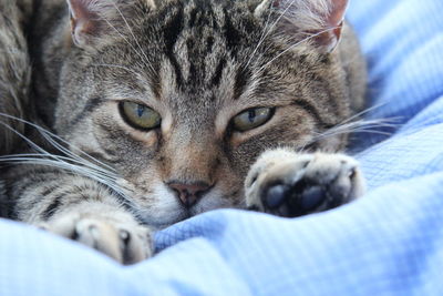 Close-up portrait of a cat