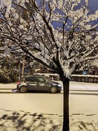 View of cherry tree in winter