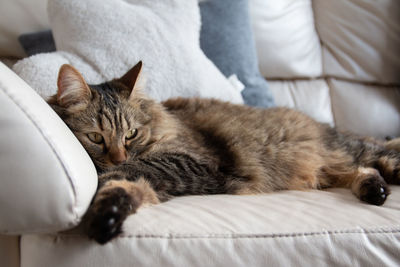 Portrait of fluffy sleepy cat in the sofa