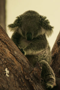 Close-up of animal sleeping on tree trunk