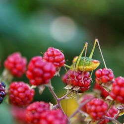 Close-up of berries growing on tree