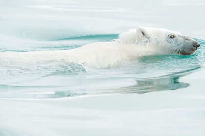Polar bear swimming in the wild, arctic