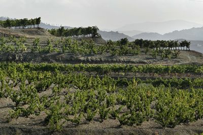 Scenic view of plants on land against sky