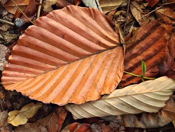 Close-up high angle view of leaves