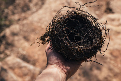 Cropped hand of person holding nest